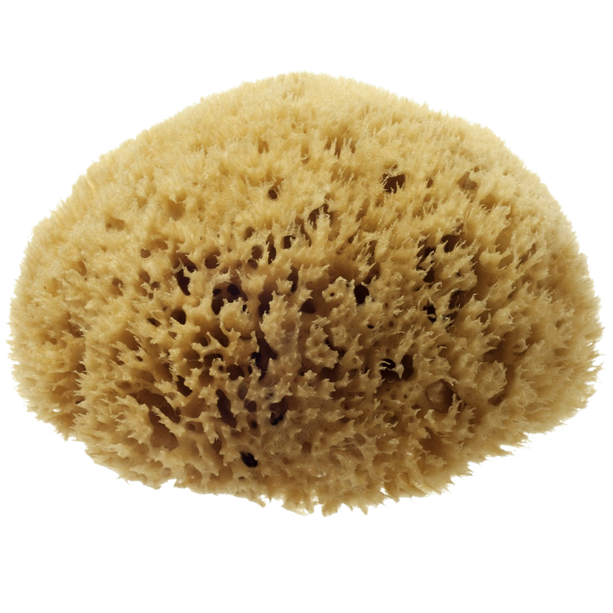 4-5-5-honeycomb-mediterranean-sponge